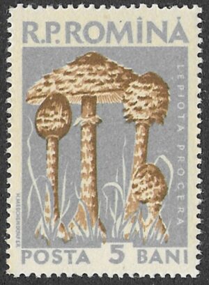 Romania. 1958 Mushrooms. 5B. MNH. Mi1721