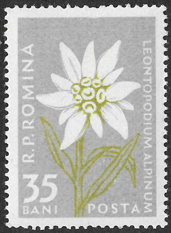 Romania. 1957 Mountain Flowers. Leontopodium alpinum. 35B. MNH. Mi1650