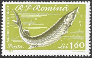 Romania. 1960 Fish. 1.60L. MNH. Mi1933