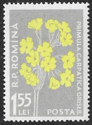 Romania. 1957 Mountain Flowers. Primula elatior carpathica. 1.55L. MNH. Mi1653