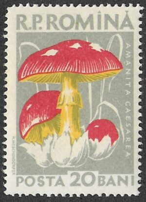 Romania. 1958 Mushrooms. 20B. MNH. Mi1723