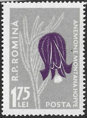 Romania. 1957 Mountain Flowers. Pulsatilla montana. 1.75L. MNH. Mi1654