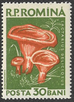 Romania. 1958 Mushrooms. 30B. MNH. Mi1724