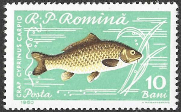 Romania. 1960 Fish. 10B. MNH. Mi1927