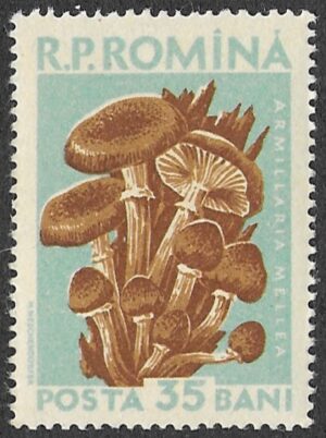 Romania. 1958 Mushrooms. 35B. MNH. Mi1725