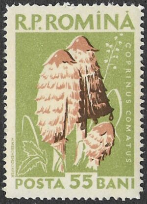 Romania. 1958 Mushrooms. 55B. MNH. Mi1726