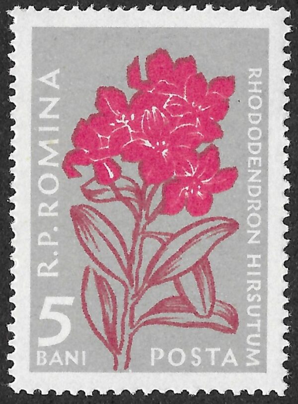 Romania. 1957 Mountain Flowers. Rhododendron hirsutum. 5B. MNH. Mi1647