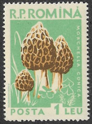 Romania. 1958 Mushrooms. 1L. MNH. Mi1727