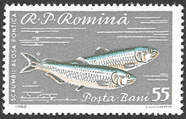 Romania. 1960 Fish. 55B. MNH. Mi1930