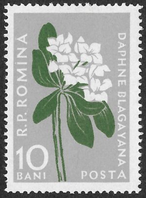 Romania. 1957 Mountain Flowers. Daphne blagayana. 10B. MNH. Mi1648