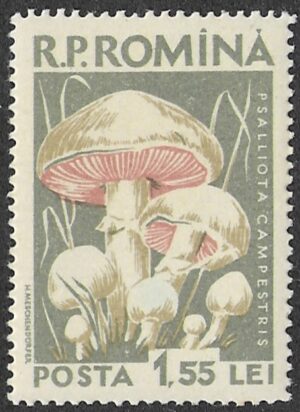 Romania. 1958 Mushrooms. 1.55L. MNH. Mi1728