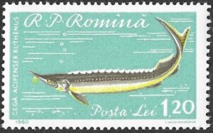 Romania. 1960 Fish. 1.20L. MNH. Mi1932