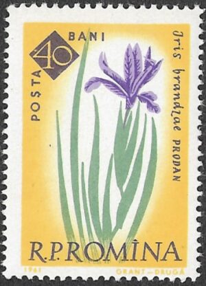 Romania. 1961 The 100th Anniversary of the Botanical Garden, Bucharest - Flowers. 40B. MNH. Mi2024