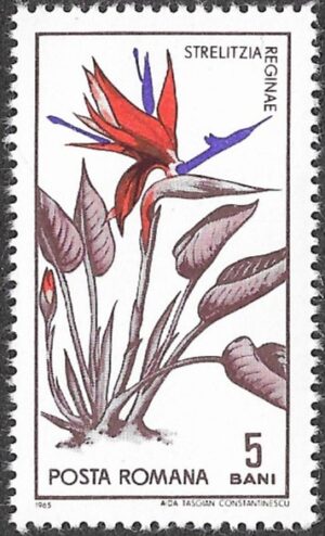 Romania. 1965 The 45th Anniversary of the Founding of Cluj Botanical Garden. 5B. MNH. Mi2442