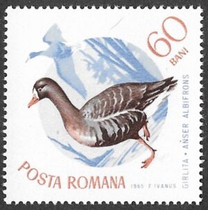 Romania. 1965 Birds. 60B. MNH. Mi2435