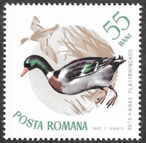 Romania. 1965 Birds. 55B. MNH. Mi2434