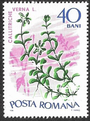 Romania. 1966 Aquatic Plants. 40B. MNH. Mi2528