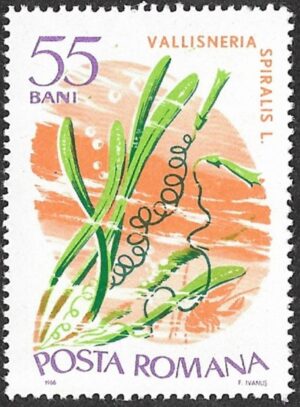Romania. 1966 Aquatic Plants. 55B. MNH. Mi2529