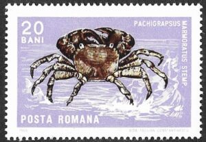 Romania. 1966 Crabs and Snails. 20B. MNH. Mi2546