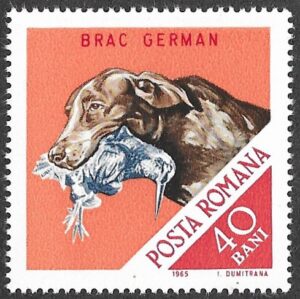 Romania. 1965 Hunting Dogs. 40B. MNH. Mi2472